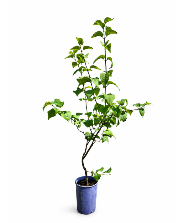 Common Lilac 'Nadezhda' potted, 4L
