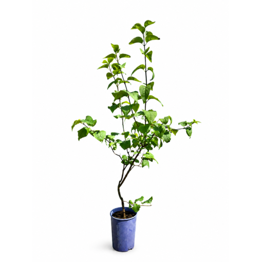 Common Lilac 'Nadezhda' potted, 4L
