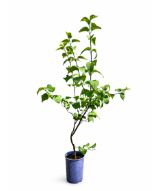 Common Lilac 'Nadezhda' potted, 4L