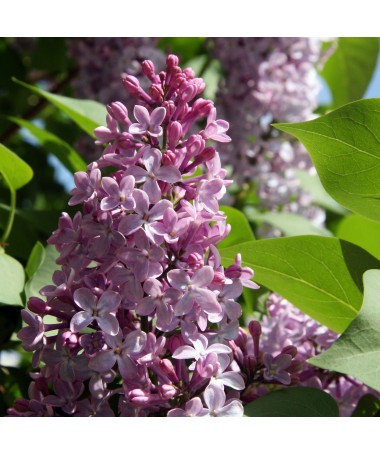 Common Lilac 'Nadezhda' potted, 4L