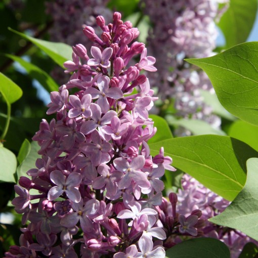 Common Lilac 'Nadezhda' potted, 4L