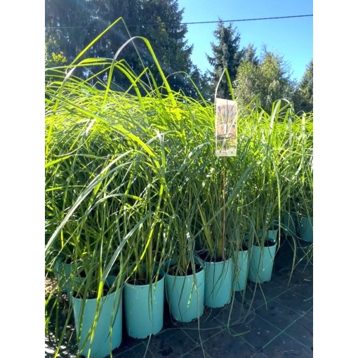 Japanese Fountain Grass ‘Black Beauty’ C4