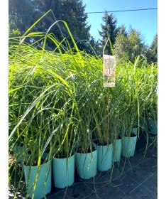 Japanese Fountain Grass ‘Black Beauty’ C4