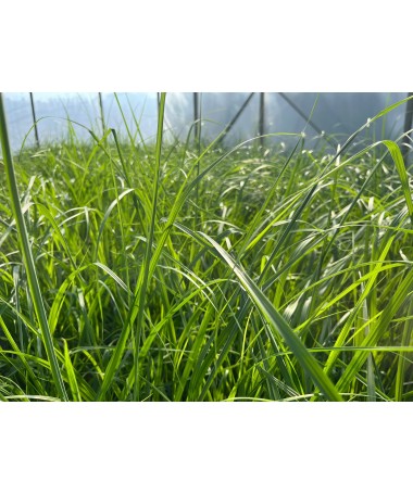 Japanese Fountain Grass ‘Black Beauty’ C4