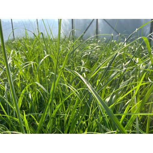 Japanese Fountain Grass ‘Black Beauty’ C4