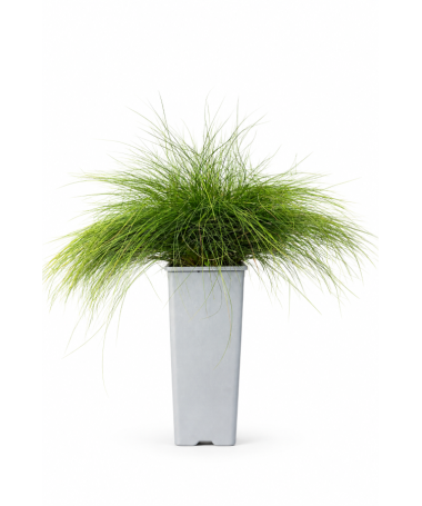 Fescue 'Walberla' C2
