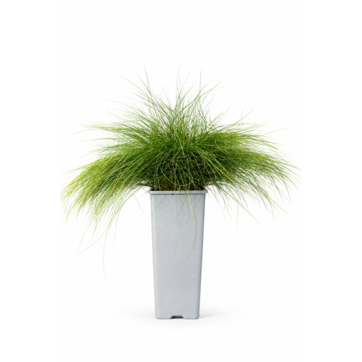 Fescue 'Walberla' C2