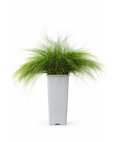Fescue 'Walberla' C2