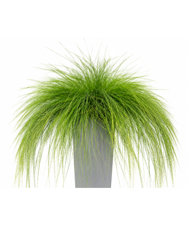 Fescue 'Walberla' C2