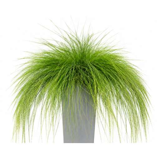 Fescue 'Walberla' C2