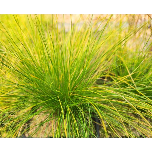 Fescue 'Walberla' C2