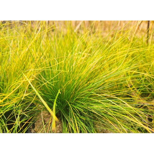 Fescue 'Walberla' C2