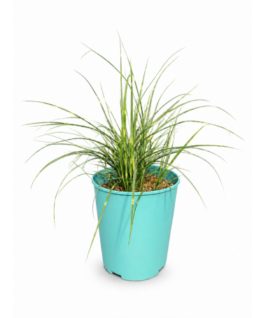 Chinese Miscanthus Strictus Dwarf C4