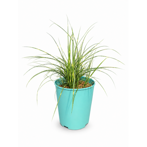 Chinese Miscanthus Strictus Dwarf C4