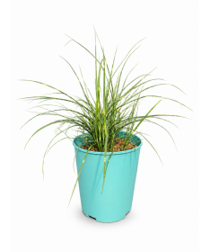 Chinese Miscanthus Strictus Dwarf C4