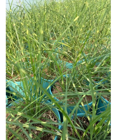 Chinese Miscanthus Strictus Dwarf C4