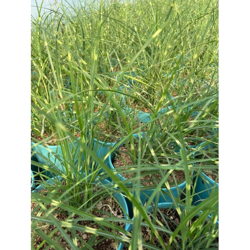 Chinese Miscanthus Strictus Dwarf C4