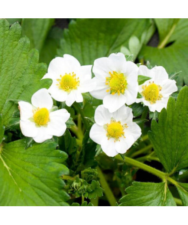 Yellow Strawberry 'Yellow Wonder'