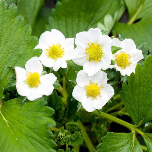 Yellow Strawberry 'Yellow Wonder'