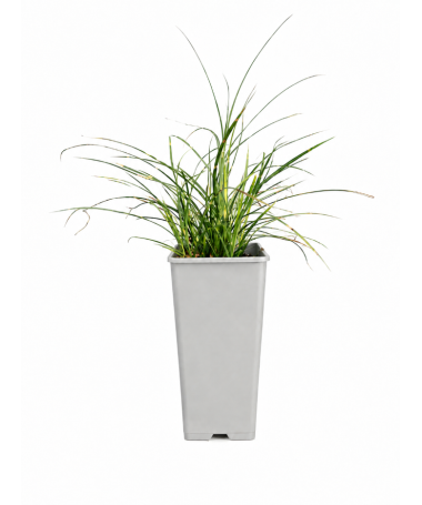 Chinese Miscanthus Strictus Dwarf C2