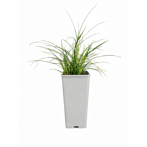 Chinese Miscanthus Strictus Dwarf C2