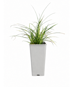 Chinese Miscanthus Strictus Dwarf C2
