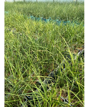 Chinese Miscanthus Strictus Dwarf C2