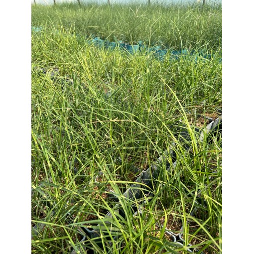 Chinese Miscanthus Strictus Dwarf C2