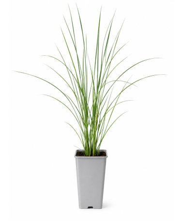 Chinese Miscanthus Flamingo C2