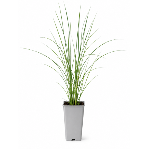 Chinese Miscanthus Flamingo C2