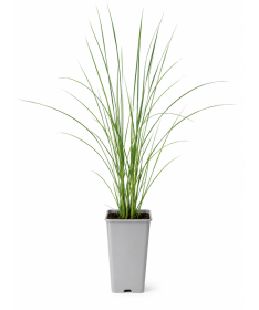 Chinese Miscanthus Flamingo C2