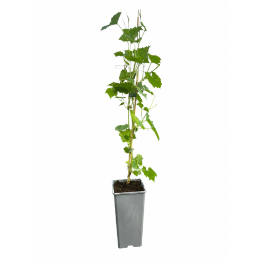 Fragrant grapevine Ania C2