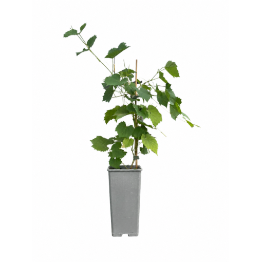 Fragrant grapevine Tomek C2