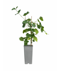Fragrant grapevine Tomek C2