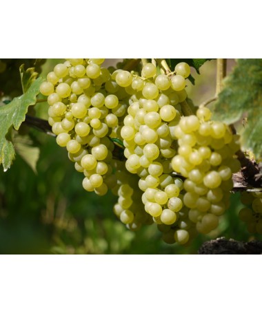Fragrant grapevine Tomek C2