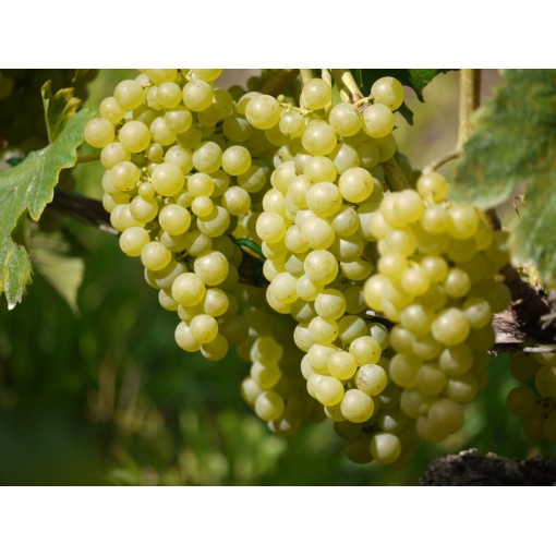 Fragrant grapevine Tomek P9/C1