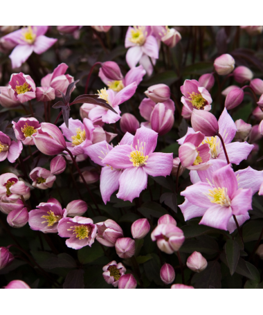 Clematis Montana Fragrant Spring Mayleen (mountain) C2