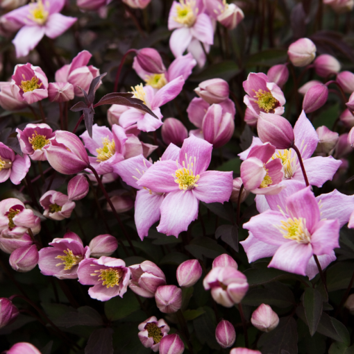 Clematis Montana Fragrant Spring Mayleen (mountain) C2