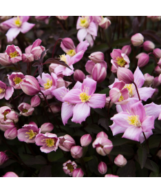 Clematis Montana Fragrant Spring Mayleen (mountain) C2