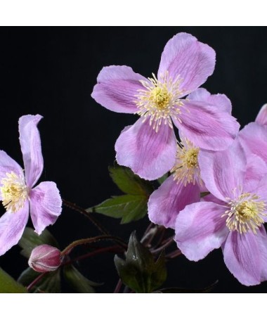 Clematis Montana Fragrant Spring Mayleen (mountain) C2