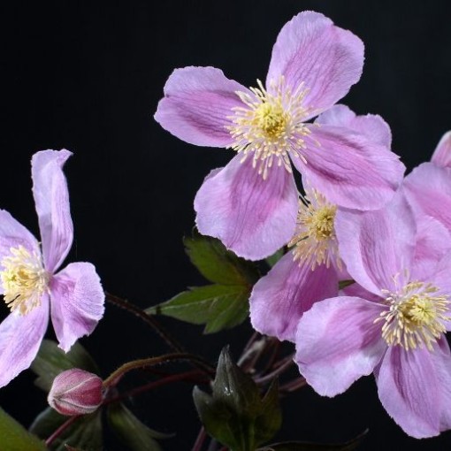 Clematis Montana Fragrant Spring Mayleen (mountain) C2