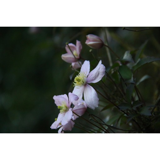 Clematis Montana Fragrant Spring Mayleen (mountain) C2