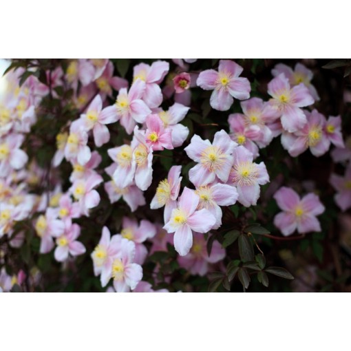 Clematis Montana Fragrant Spring Mayleen (mountain) C2