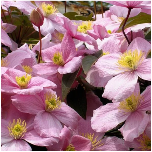 Clematis montana ‘Tetrarose' pot C2