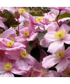 Clematis montana ‘Tetrarose' pot C2