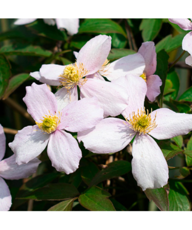 Clematis montana ‘Tetrarose' pot C2