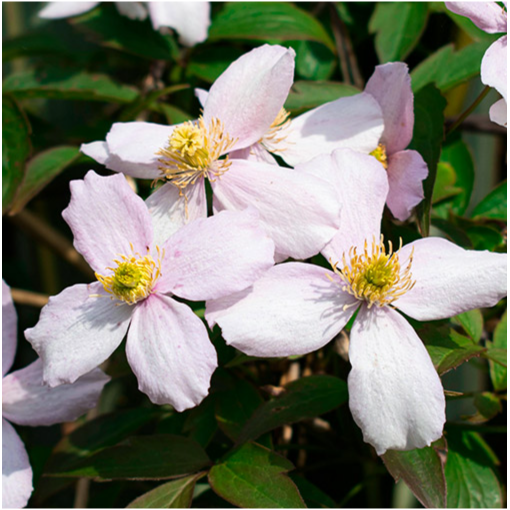Clematis montana ‘Tetrarose' pot C2