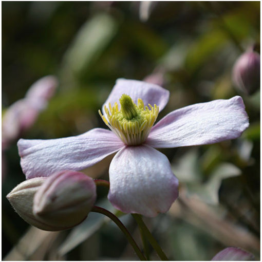 Clematis montana ‘Tetrarose' pot C2