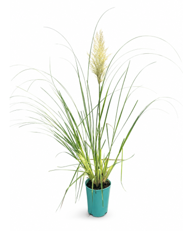 Pampas Grass ‘Pumila’ (FLOWERING with plume) 4L pot