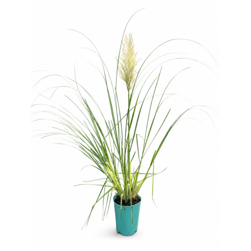 Pampas Grass ‘Pumila’ (FLOWERING with plume) 4L pot